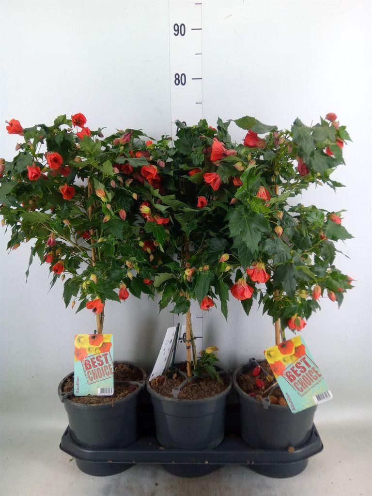 Горшечные цветы и растения оптом Abutilon   ... от 3шт из Голландии с доставкой по России