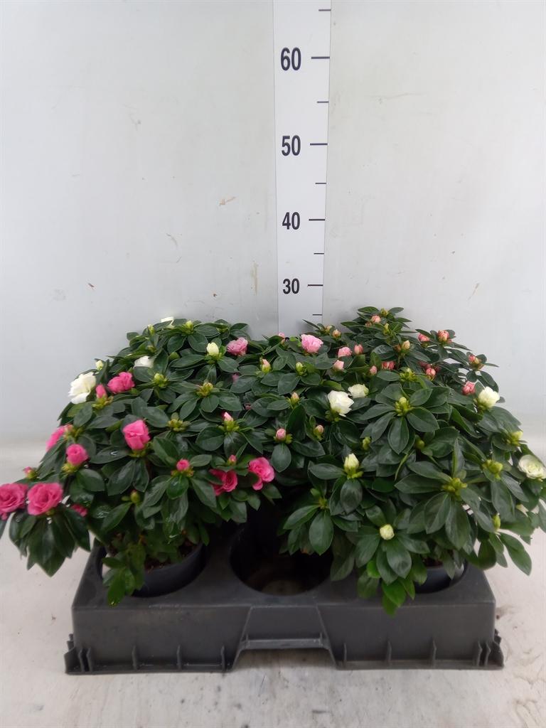 Горшечные цветы и растения оптом Rhododendron Sim.   ... от 5шт из Голландии с доставкой по России