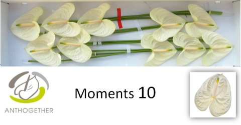 Срезанные цветы оптом Anthurium moments от 10шт из Голландии с доставкой по России