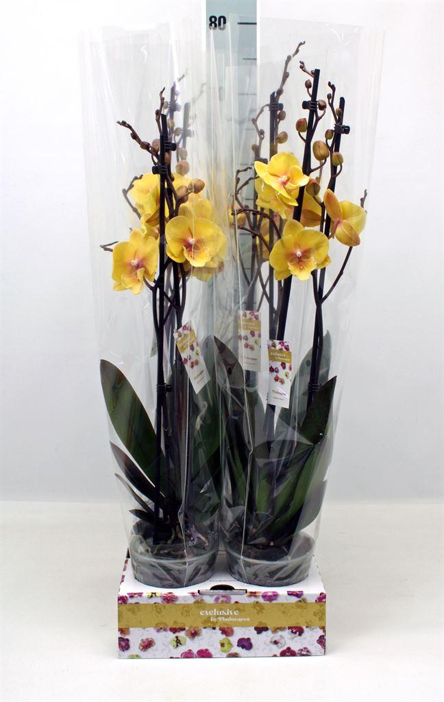 Горшечные цветы и растения оптом Phalaenopsis   ...yellow от 4шт из Голландии с доставкой по России