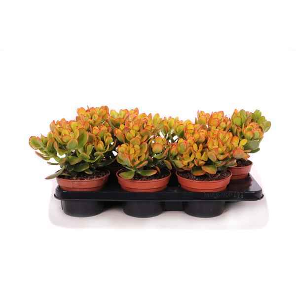 Горшечные цветы и растения оптом Crassula Sunset Canarias от 6шт из Голландии с доставкой по России