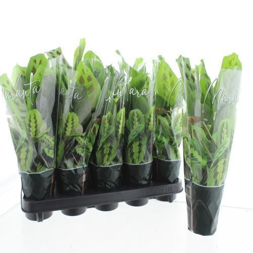 Горшечные цветы и растения оптом Maranta Lime от 10шт из Голландии с доставкой по России