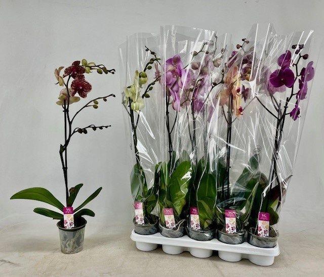 Горшечные цветы и растения оптом Phal Gem от 10шт' из Голландии с доставкой по России