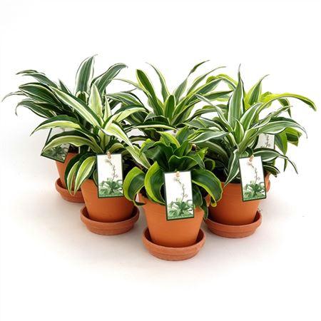 Горшечные цветы и растения оптом Drac Dragon Mix In Terra Cotta от 5шт из Голландии с доставкой по России