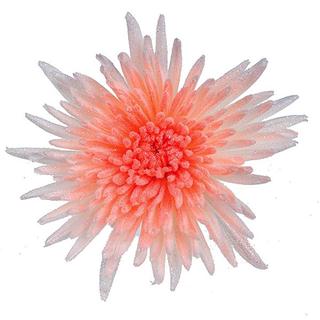 Срезанные цветы оптом Chrys bl paint ana marshmallow orange (C45) от 40шт из Голландии с доставкой по России