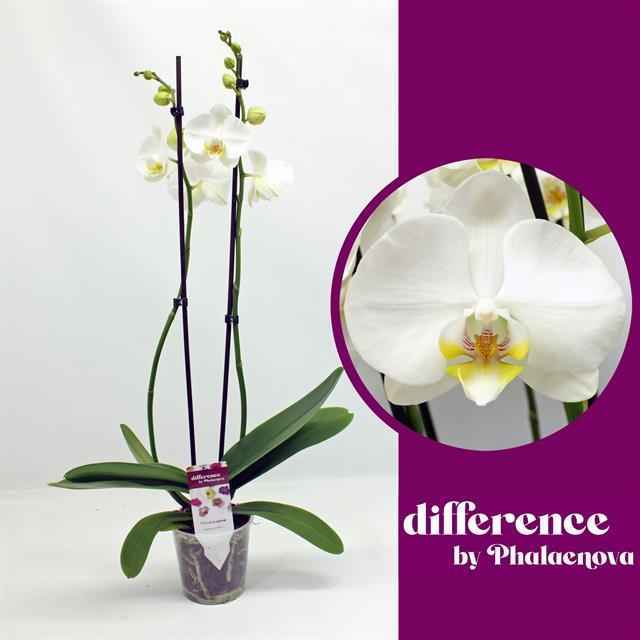 Горшечные цветы и растения оптом Phalaenopsis Nottingham от 4шт из Голландии с доставкой по России