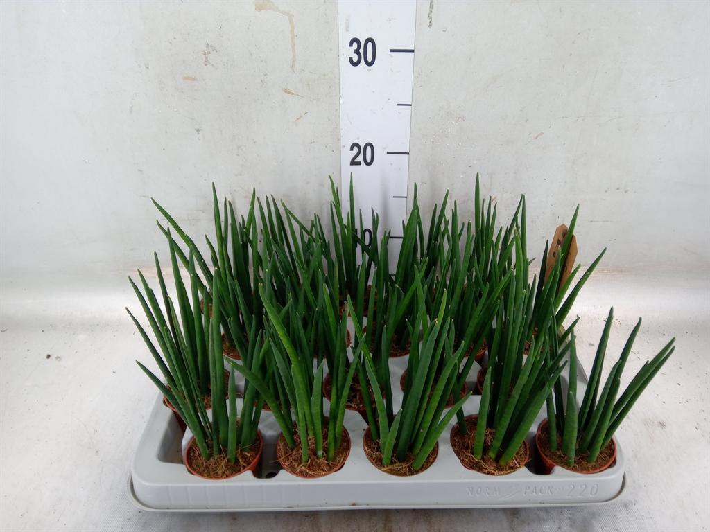 Горшечные цветы и растения оптом Sansevieria Bacularis от 20шт (для телеги) из Голландии с доставкой по России