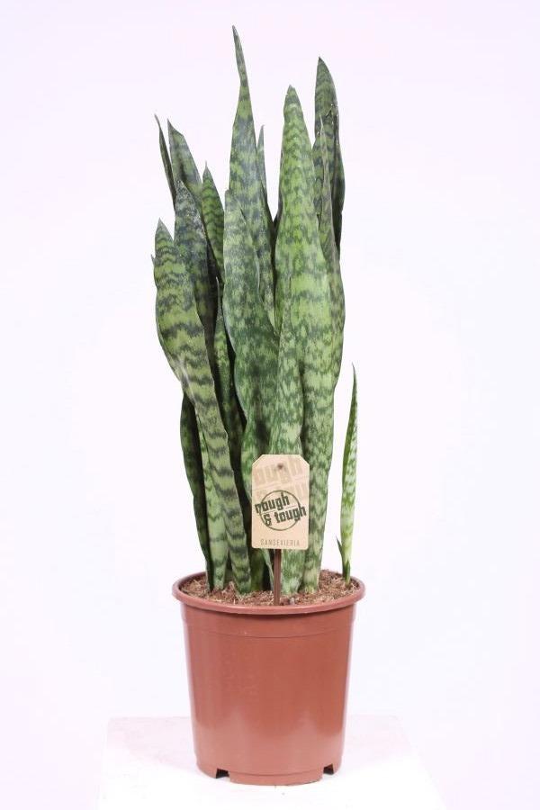 Горшечные цветы и растения оптом Sansevieria Black Coral от 1шт из Голландии с доставкой по России