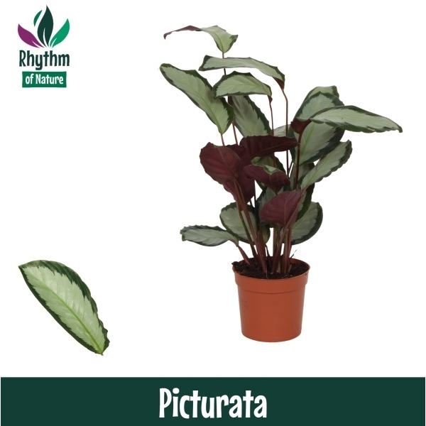 Горшечные цветы и растения оптом Calathea Picturata (rhythm Of Nature) от 10шт из Голландии с доставкой по России