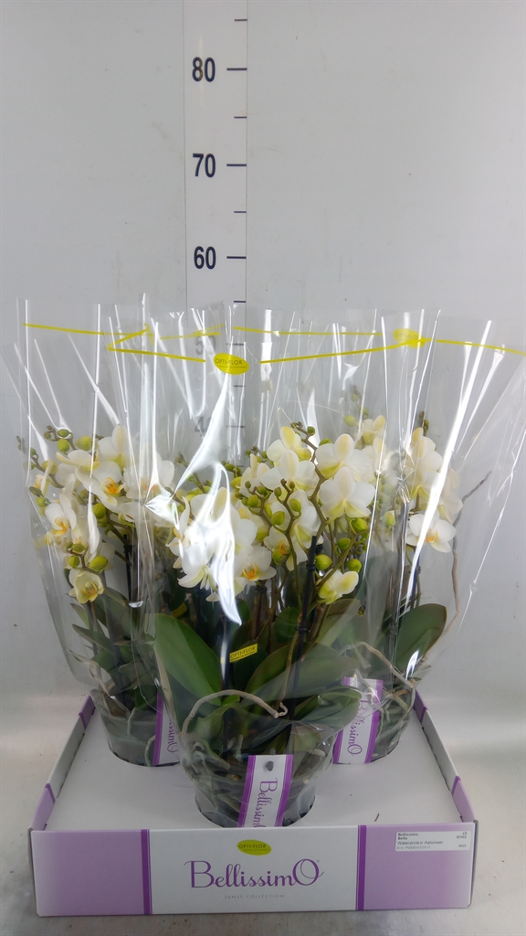 Горшечные цветы и растения оптом Phalaenopsis Multi.   ...white от 3шт из Голландии с доставкой по России
