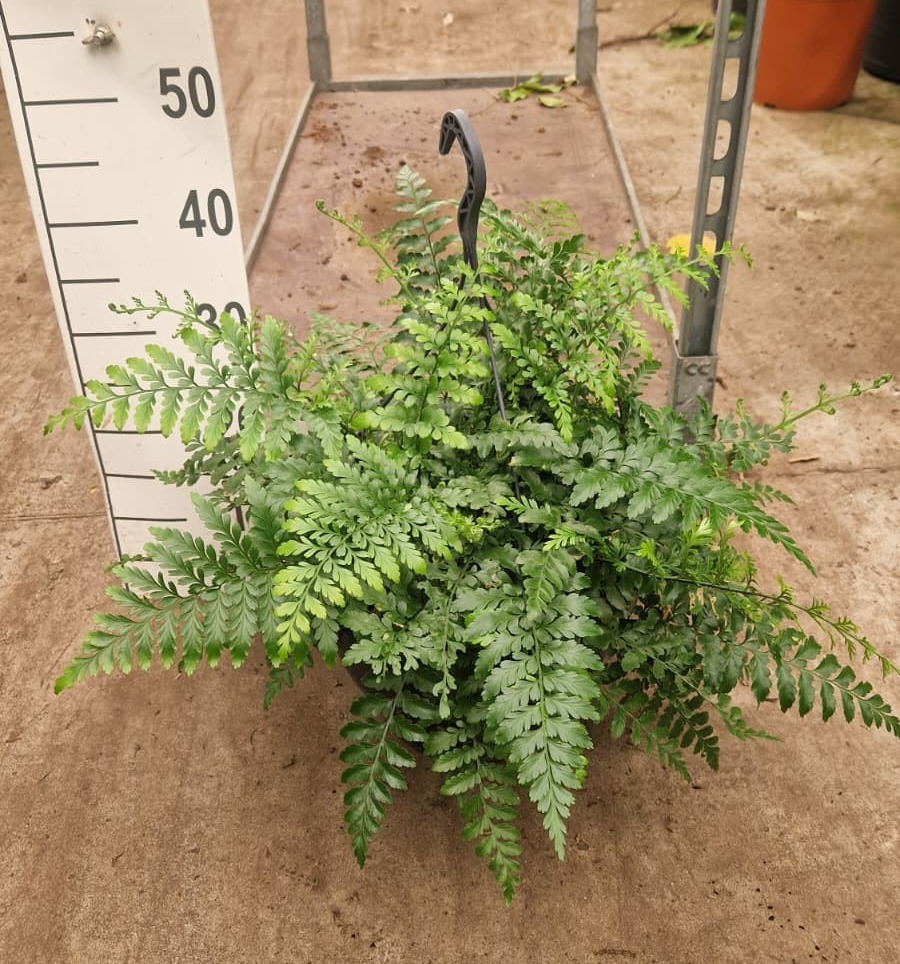 Горшечные цветы и растения оптом Asplenium Parvati Hangplant от 1шт из Голландии с доставкой по России