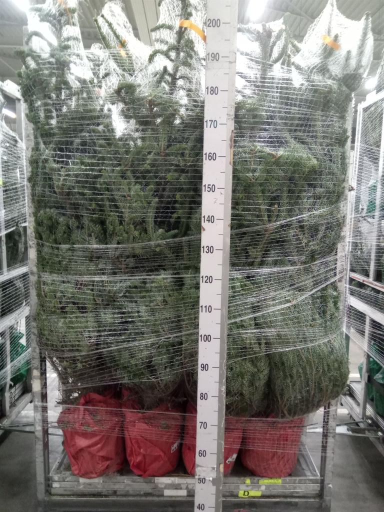 Горшечные цветы и растения оптом Abies Fraseri от 1шт из Голландии с доставкой по России