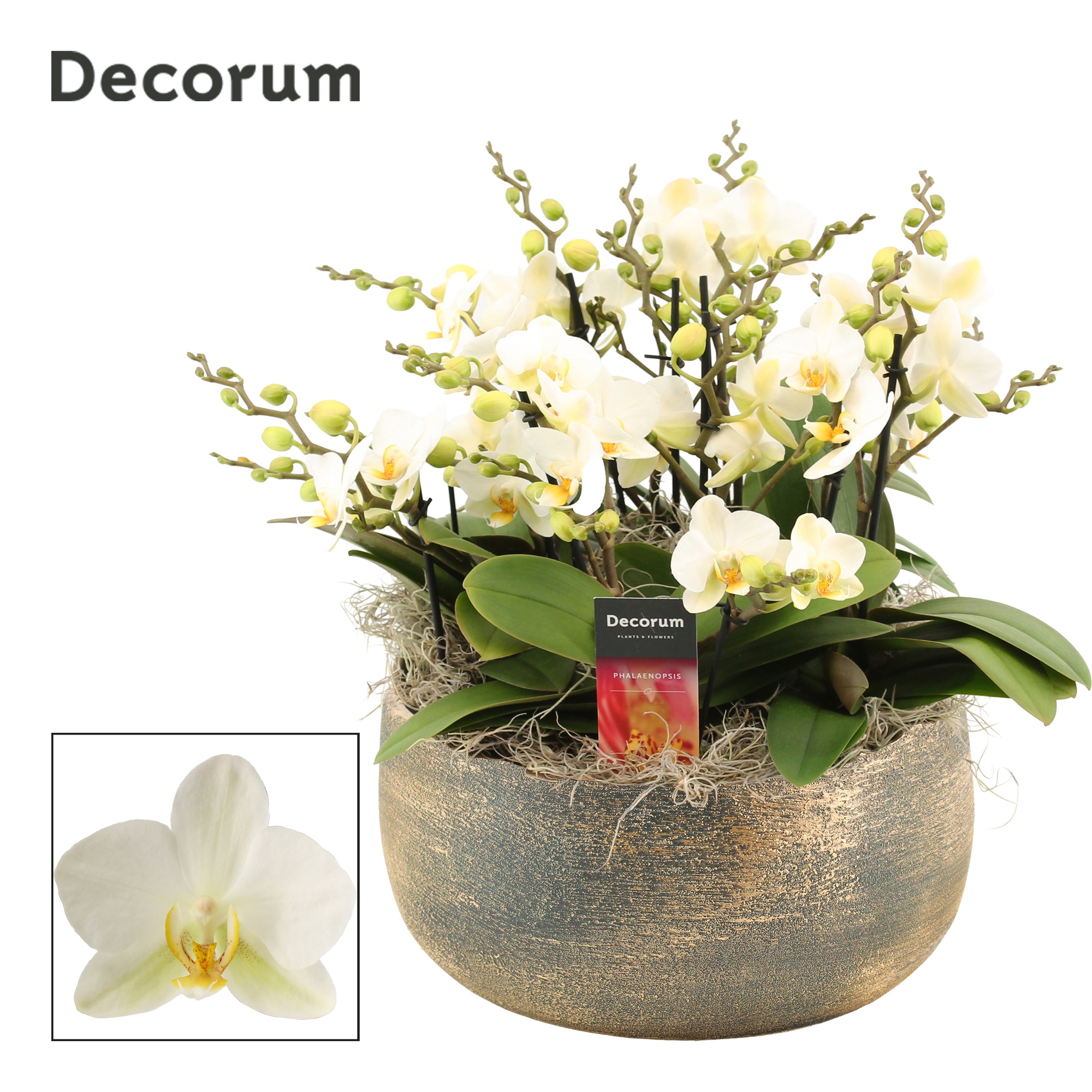 Горшечные цветы и растения оптом Phal Mf An Lausanne от 1шт из Голландии с доставкой по России