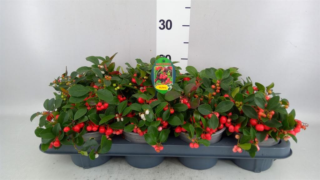 Горшечные цветы и растения оптом Gaultheria Proc. big Berry от 8шт из Голландии с доставкой по России