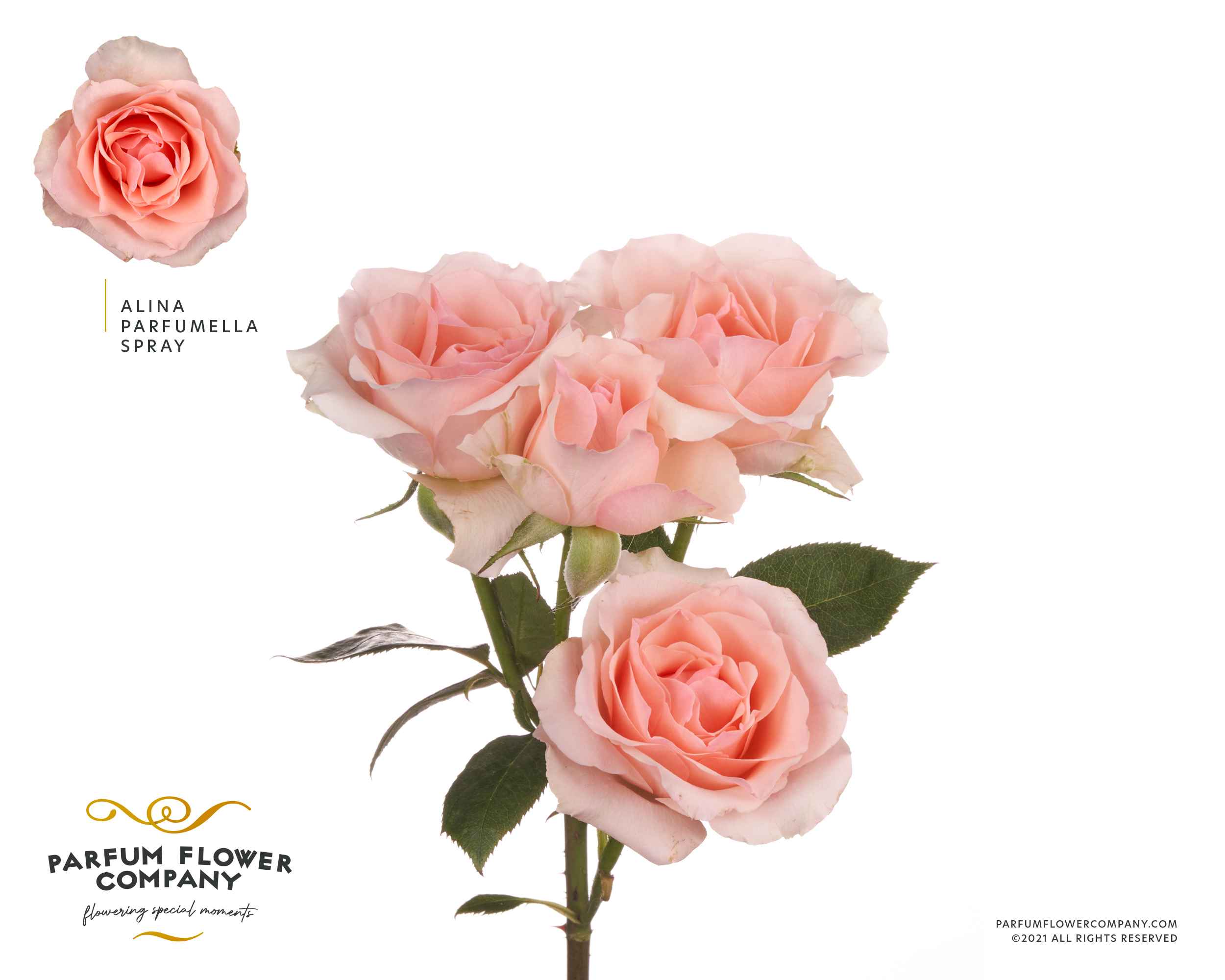 Срезанные цветы оптом Rosa sp garden meiland alina perfumella от 24шт из Голландии с доставкой по России