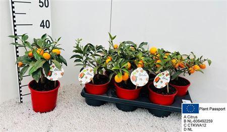 Горшечные цветы и растения оптом Citr Margarita 3-4++++ от 6шт (для телеги) из Голландии с доставкой по России