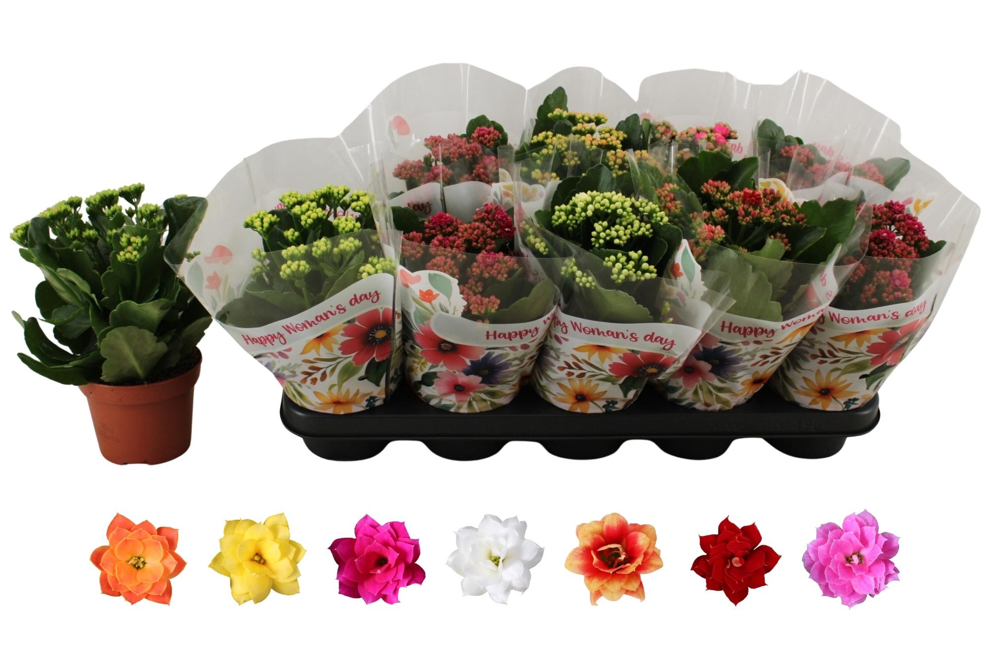 Горшечные цветы и растения оптом Kal Ge Ro Gem 6 Kl от 10шт из Голландии с доставкой по России