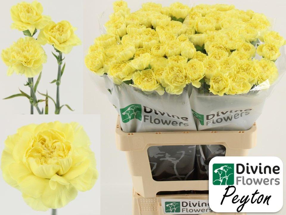 Срезанные цветы оптом Dianthus st peyton от 80шт из Голландии с доставкой по России