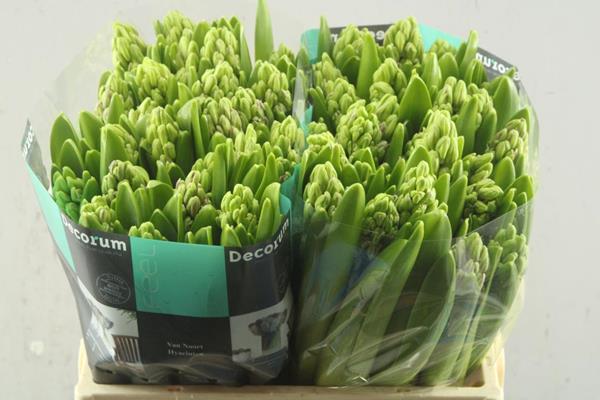 Срезанные цветы оптом Hyacinthus paul hermann от 50шт из Голландии с доставкой по России Срезанные цветы оптом Hyacinthus paul hermann от 50шт из Голландии с доставкой по России