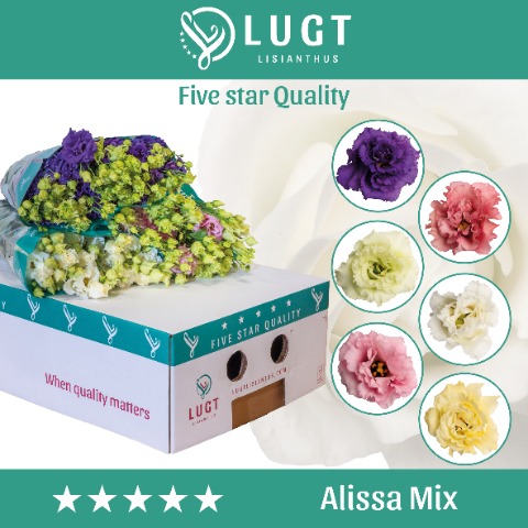 Срезанные цветы оптом Lisianthus do alissa mix in bucket от 40шт. из Голландии с доставкой по России