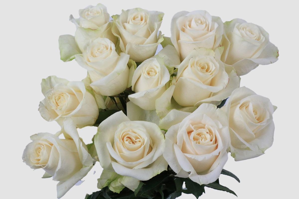 Срезанные цветы оптом Rosa ec vendela от 125шт из Голландии с доставкой по России