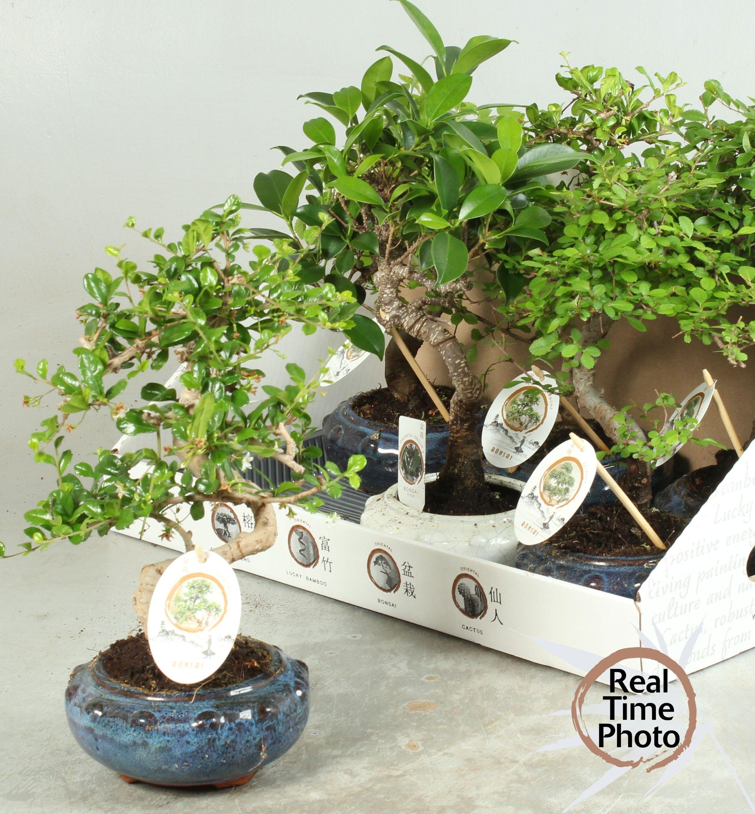 Горшечные цветы и растения оптом Bonsai Gem от 6шт из Голландии с доставкой по России