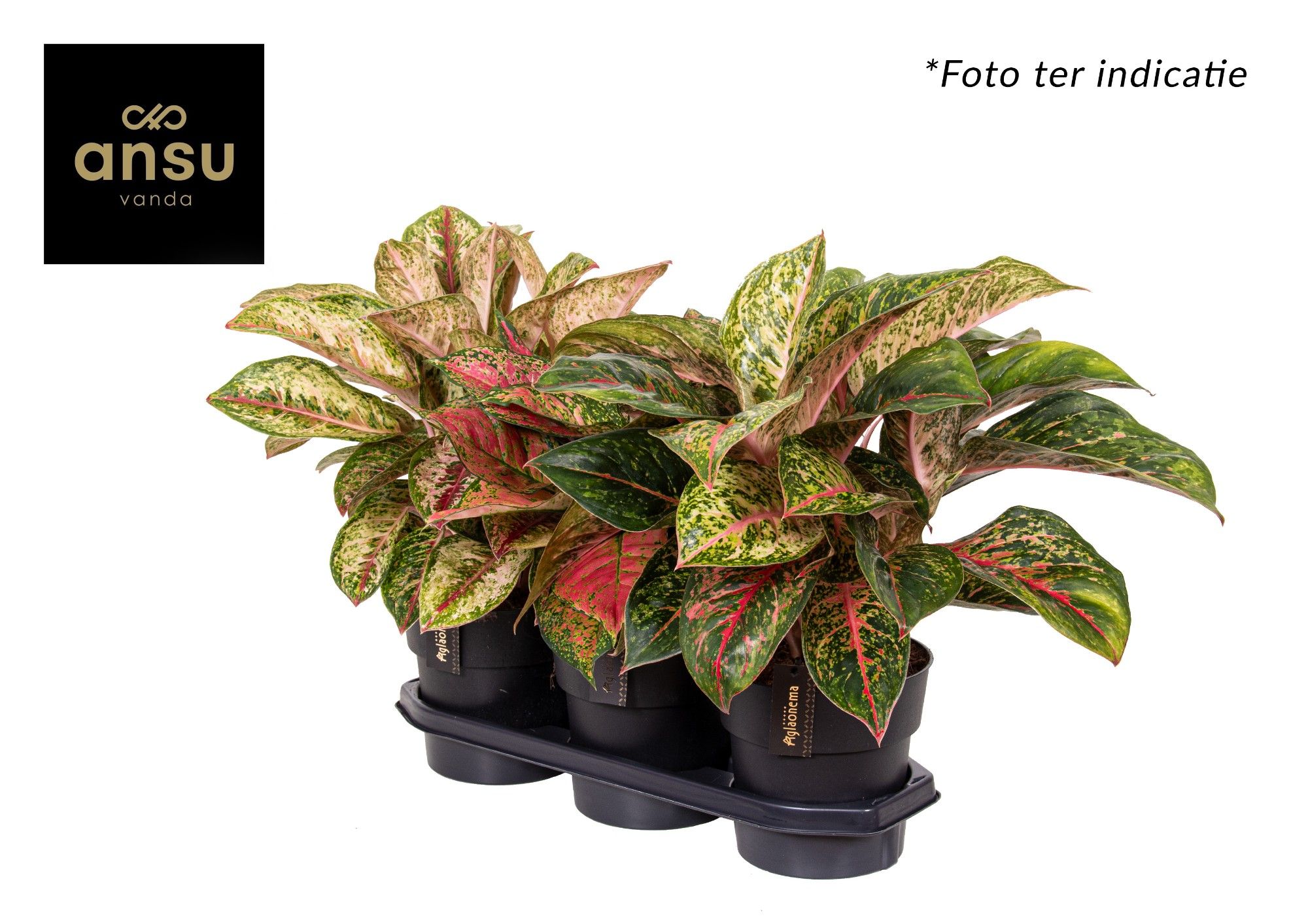 Горшечные цветы и растения оптом Aglaonema Exclusive Mix от 3шт из Голландии с доставкой по России