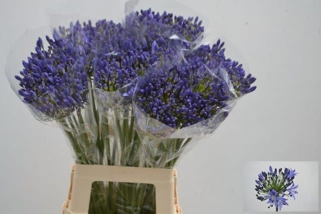 Срезанные цветы оптом Agapanthus arctic ocean от 50шт из Голландии с доставкой по России