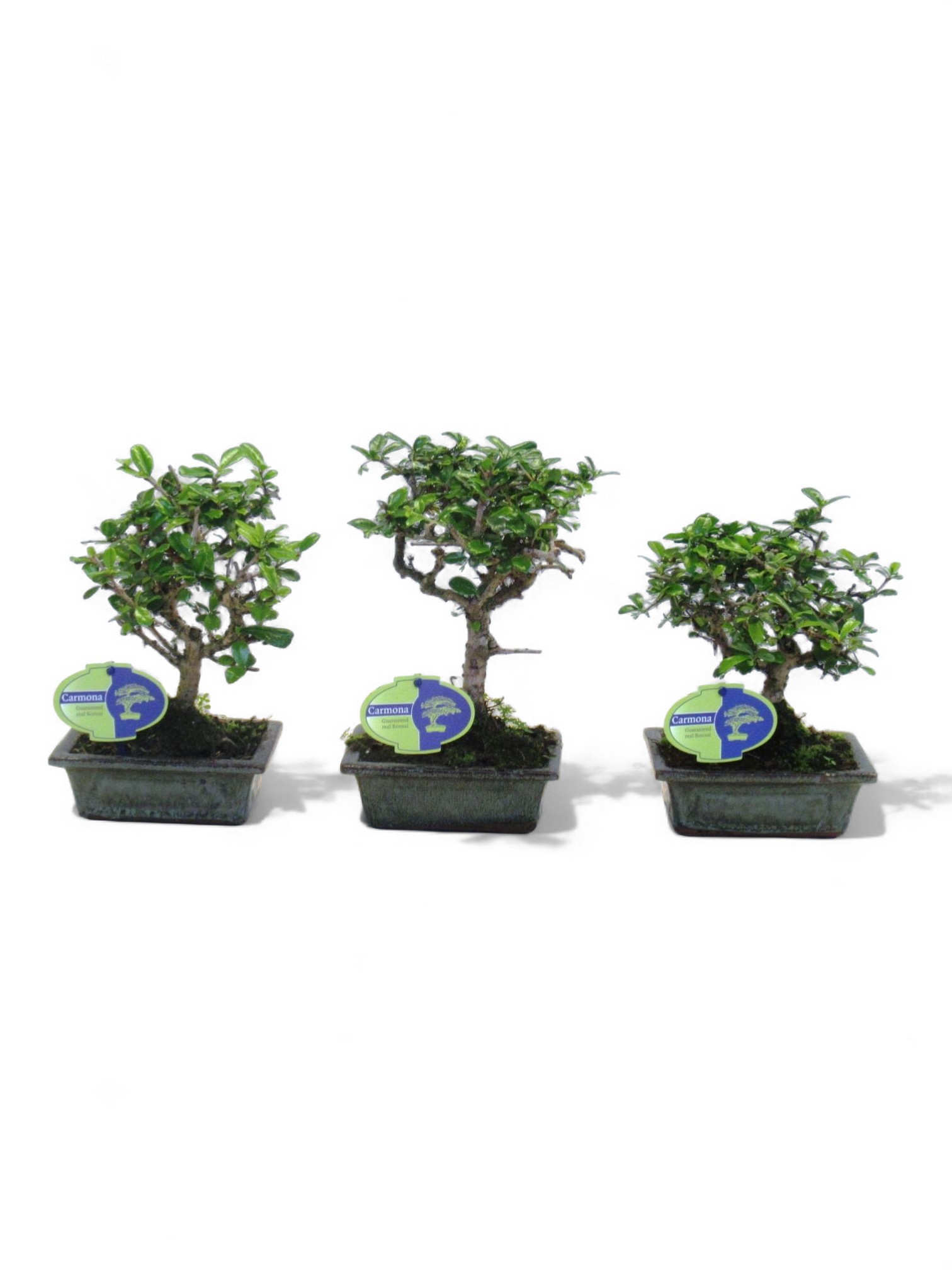 Горшечные цветы и растения оптом Bonsai Carmona Macrophylla Broom Without Drip Tray от 10шт из Голландии с доставкой по России