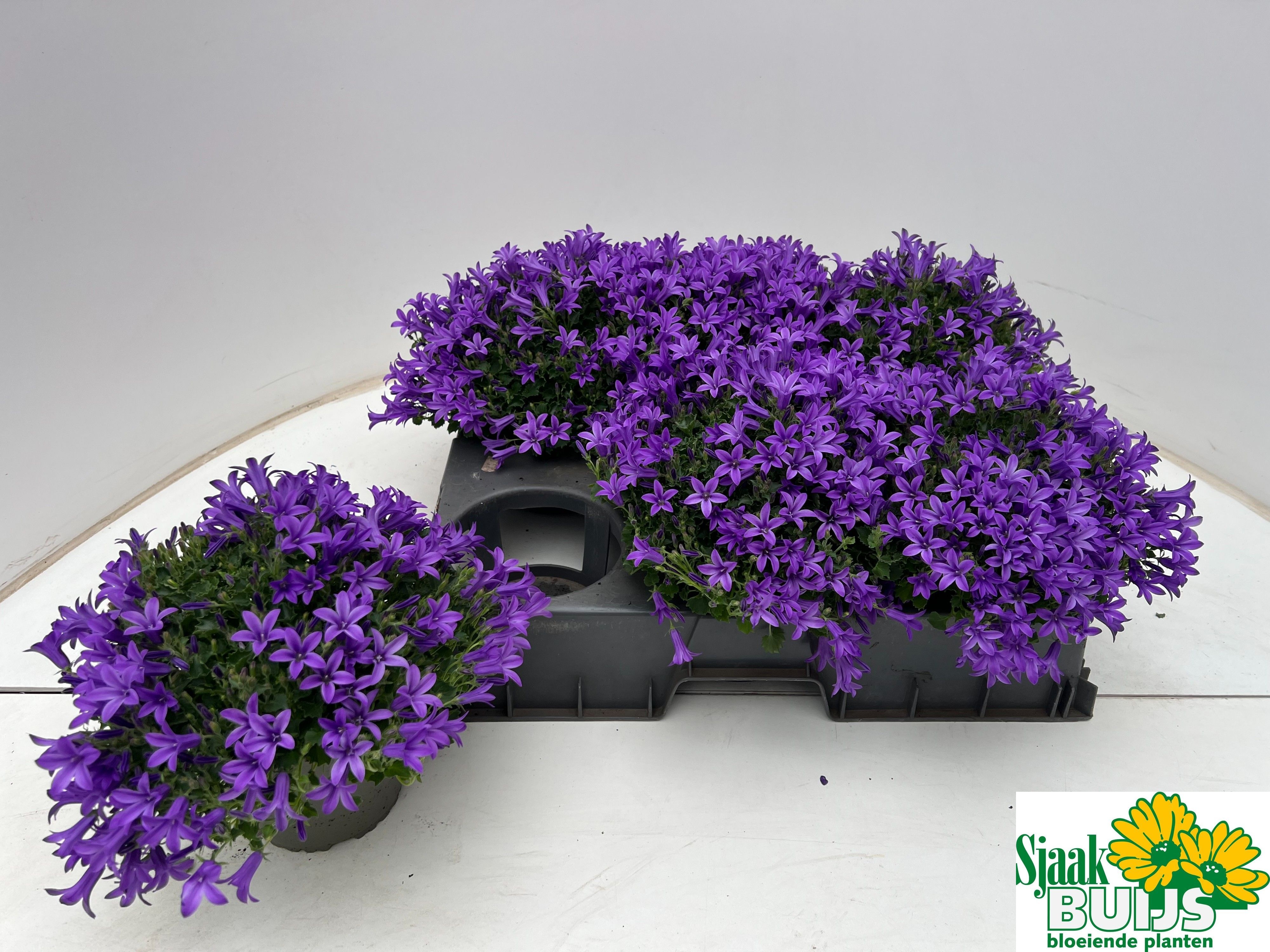 Горшечные цветы и растения оптом Camp Por Kris от 6шт (для телеги) из Голландии с доставкой по России