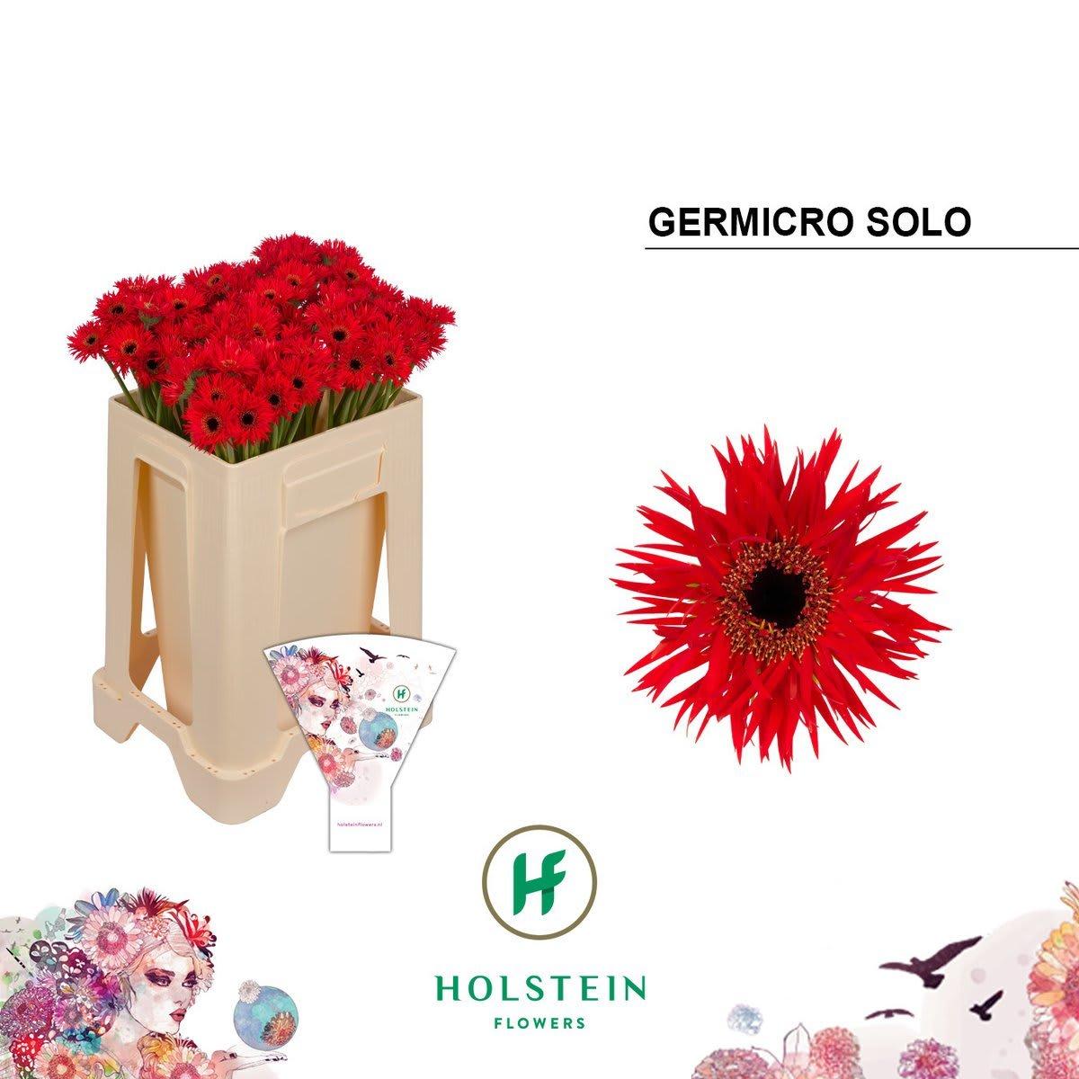 Срезанные цветы оптом Germini nano germicro speedy от 100шт из Голландии с доставкой по России