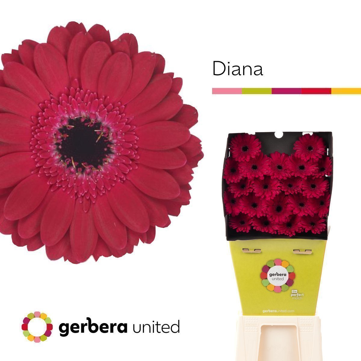 Срезанные цветы оптом Germini diamond diana от 20шт из Голландии с доставкой по России