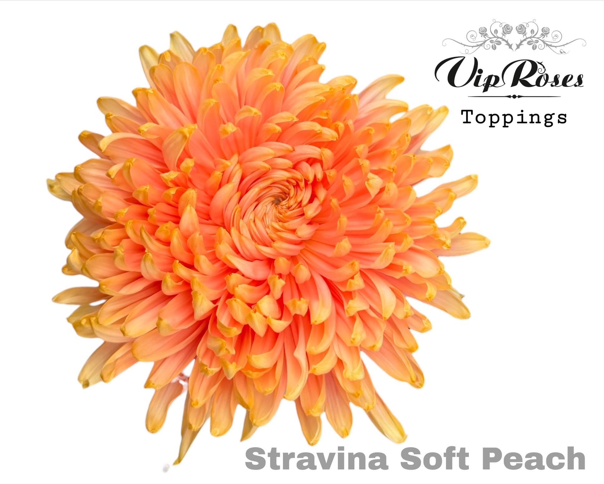 Срезанные цветы оптом Chrys bl paint skystar soft peach от 20шт из Голландии с доставкой по России
