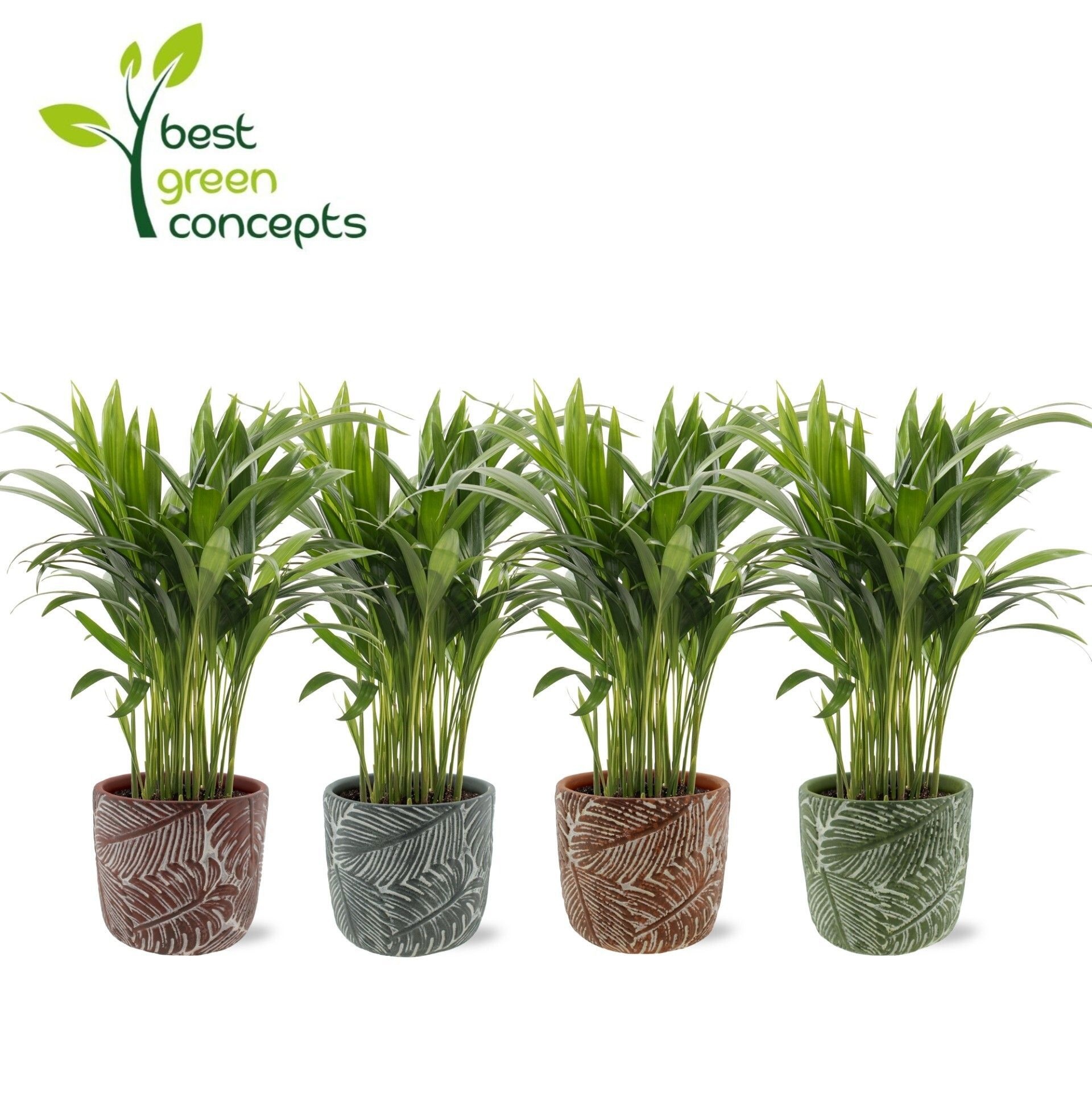 Горшечные цветы и растения оптом Dypsis Lutescens от 5шт из Голландии с доставкой по России