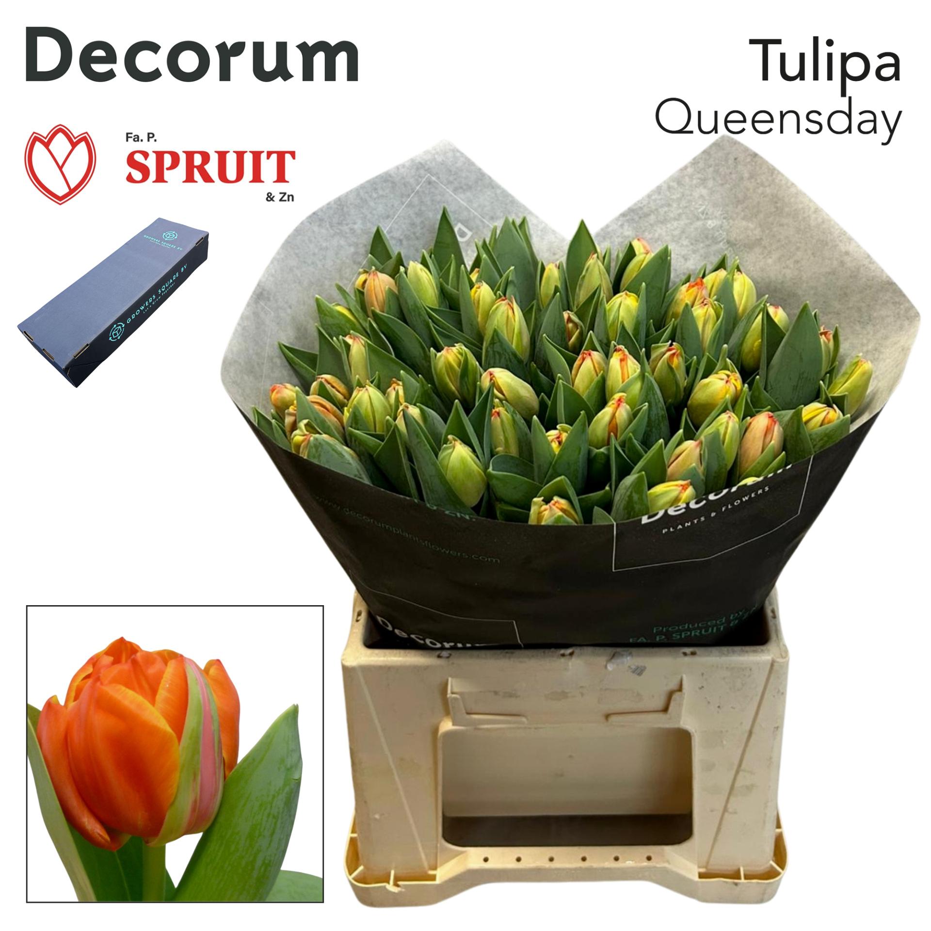 Срезанные цветы оптом Tulipa do queensday от 50шт. из Голландии с доставкой по России