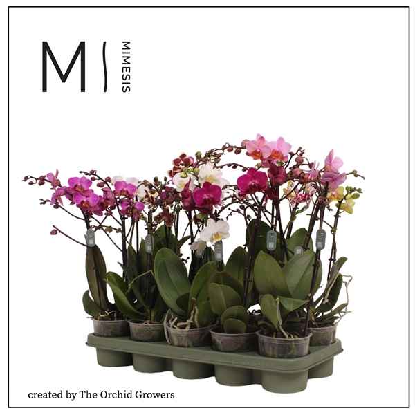 Горшечные цветы и растения оптом Phal 2st Mutanten Multi Mix (tog) от 10шт из Голландии с доставкой по России