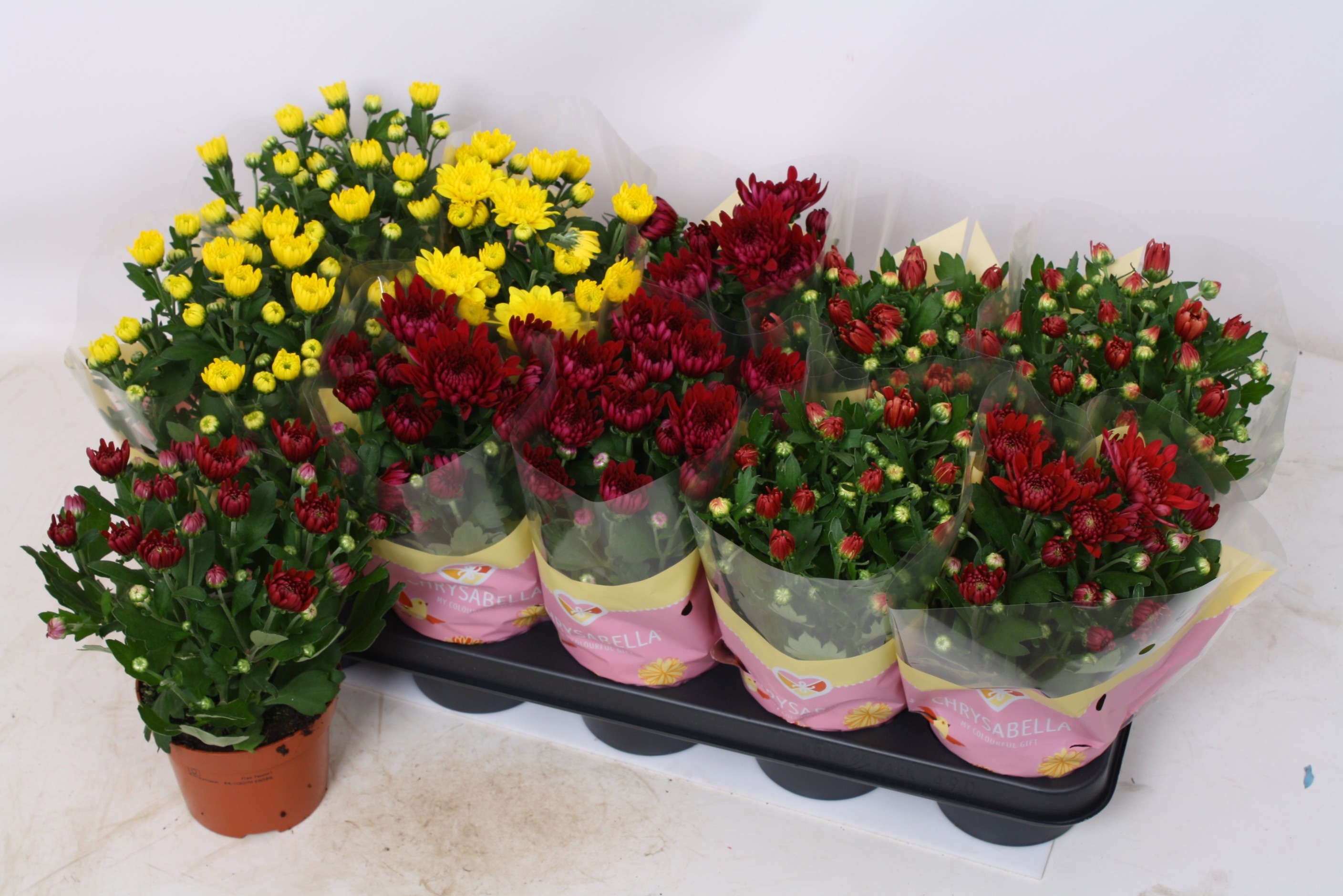 Горшечные цветы и растения оптом Chrys Gevuldbl Gem от 10шт из Голландии с доставкой по России