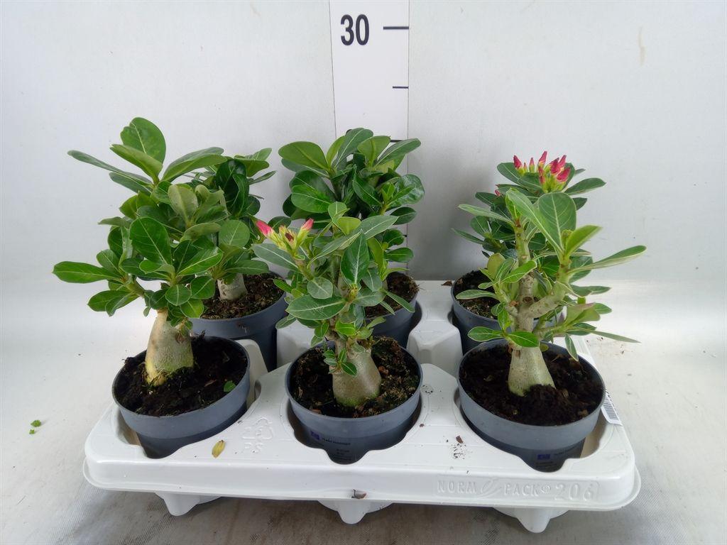 Горшечные цветы и растения оптом Adenium Obesum от 6шт из Голландии с доставкой по России