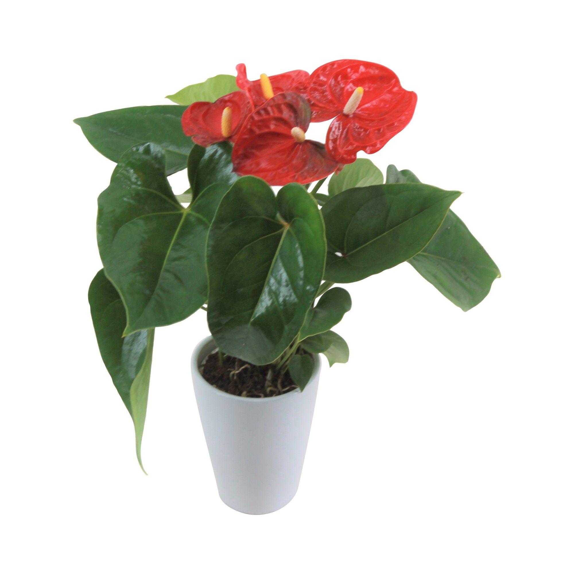 Горшечные цветы и растения оптом Anth An Jambo Red 3+ Ceramic от 12шт (для телеги) из Голландии с доставкой по России