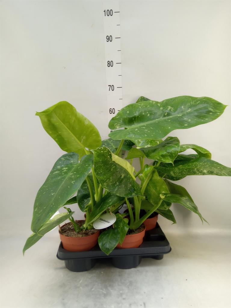 Горшечные цветы и растения оптом Philodendron   ... от 4шт из Голландии с доставкой по России