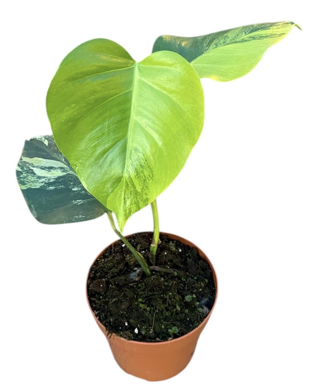 Горшечные цветы и растения оптом Monstera Deliciosa Aurea от 1шт из Голландии с доставкой по России