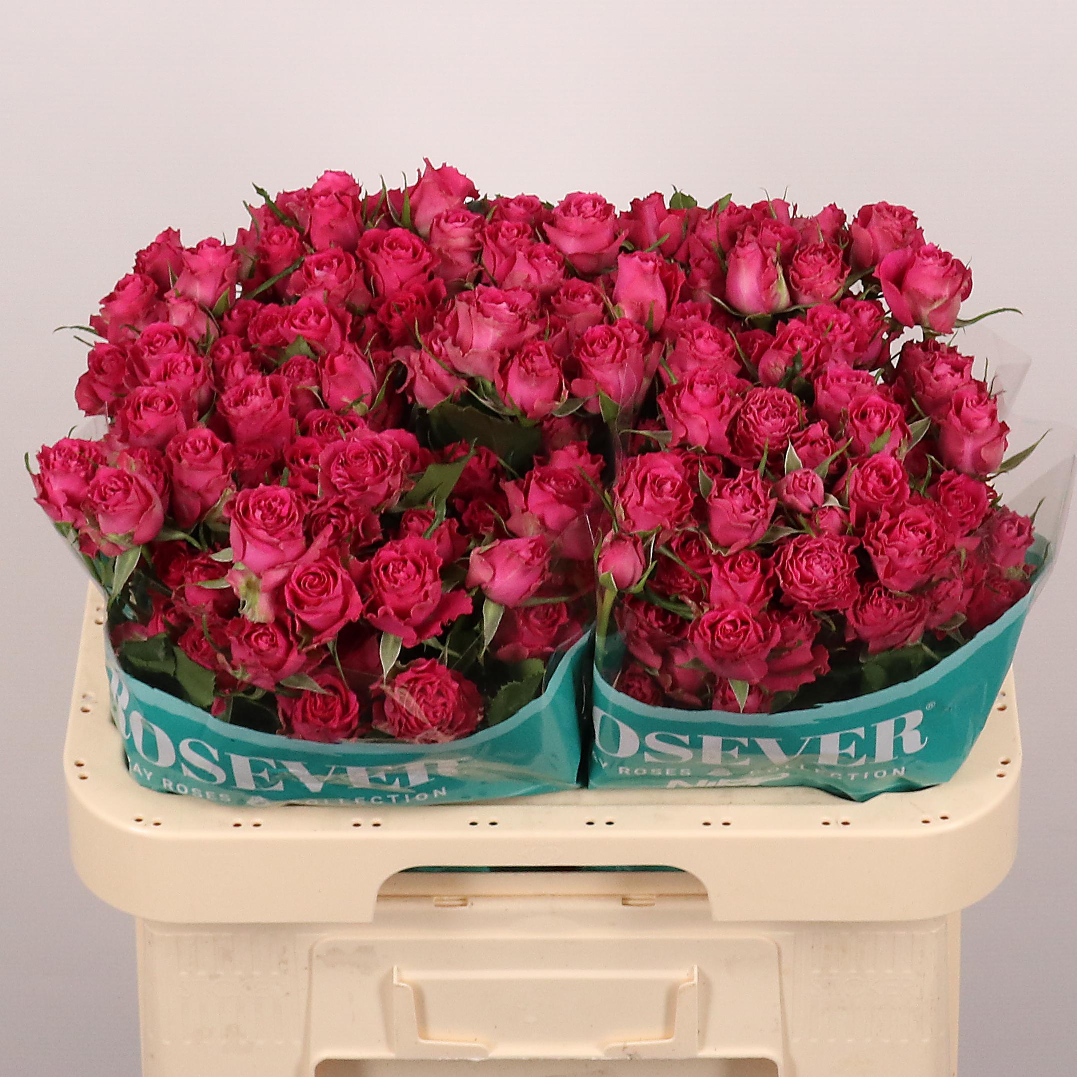 Срезанные цветы оптом Rosa spray от 25шт из Голландии с доставкой по России