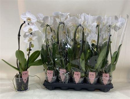 Горшечные цветы и растения оптом Phal El Cascade Wit 1 Branche 6+ от 10шт из Голландии с доставкой по России