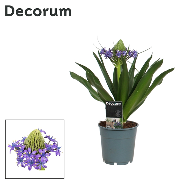 Горшечные цветы и растения оптом Scilla Peruviana (decorum) от 6шт из Голландии с доставкой по России