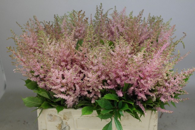 Срезанные цветы оптом Astilbe erica от 100шт из Голландии с доставкой по России