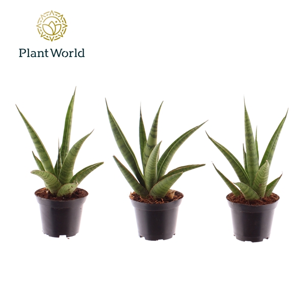 Горшечные цветы и растения оптом Sansevieria Pineapple (decorum) от 16шт (для телеги) из Голландии с доставкой по России