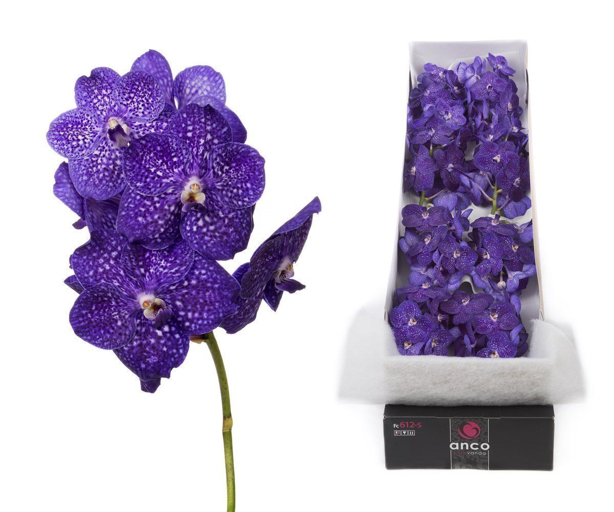 Срезанные цветы оптом Vanda nitaya tweed blue per stem от 16шт... из Голландии с доставкой по России