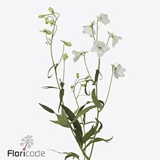 Срезанные цветы оптом Delphinium si magical bianca от 30шт из Голландии с доставкой по России