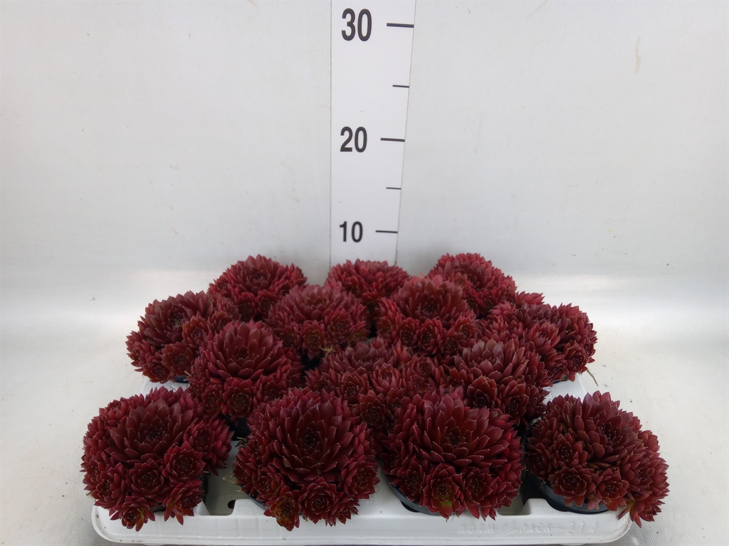 Горшечные цветы и растения оптом Sempervivum   ... от 14шт (для телеги) из Голландии с доставкой по России
