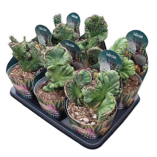 Горшечные цветы и растения оптом Cereus Peruvianus Mostruso Coral Crestato Potcover от 6шт из Голландии с доставкой по России